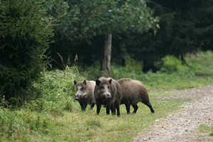 Kontrola výskytu černé zvěře v oblasti Klukovice a Sídliště Barrandov